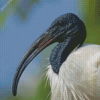 Black Headed Ibis Diamond Painting