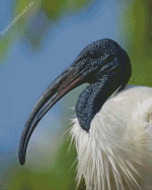 Black Headed Ibis Diamond Painting