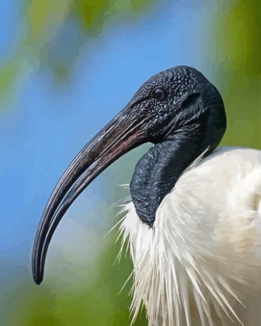 Black Headed Ibis Diamond Painting