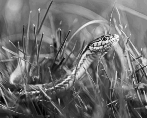 Black And White Snake Diamond Painting