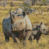 Black Rhino Diamond Painting