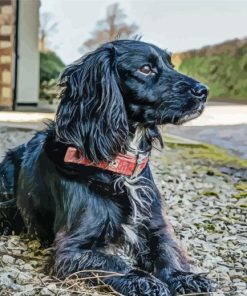 Black Sprocker Spaniel Dog Diamond Painting