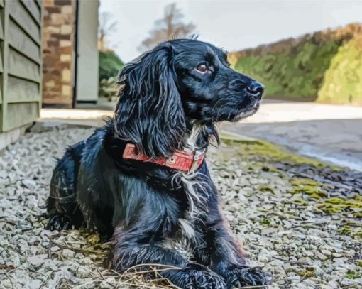 Black Sprocker Spaniel Dog Diamond Painting