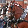 Budweiser Clydesdales Horses Diamond Painting