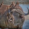 Buffalo And Red Billed Oxpeckers Diamond Painting