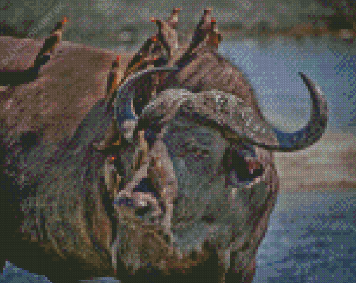 Buffalo And Red Billed Oxpeckers Diamond Painting