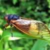 Cicada Insect Diamond Painting