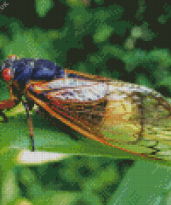 Cicada Insect Diamond Painting