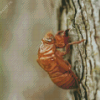 Cicadas Insect Diamond Painting