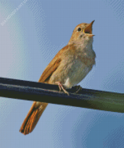 Close Up Nightingale Diamond Painting