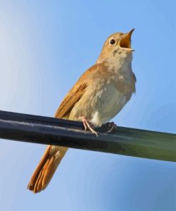 Close Up Nightingale Diamond Painting