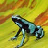 Dart Frogs Diamond Painting