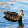 Duck In Pond Diamond Painting