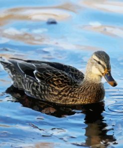 Duck In Pond Diamond Painting