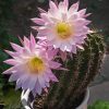 Echinopsis Plant With Pink Flowers Diamond Painting