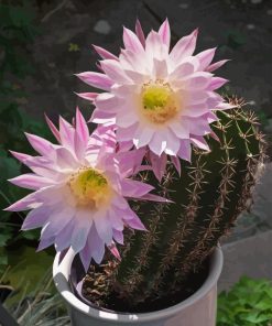 Echinopsis Plant With Pink Flowers Diamond Painting