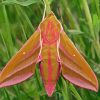 Elephant Hawk Moth Diamond Painting