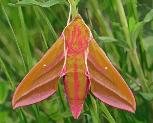 Elephant Hawk Moth Diamond Painting