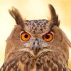 Eurasian Eagle Owl Face Diamond Painting