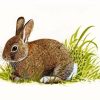 European Rabbit Art Diamond Painting