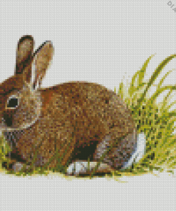 European Rabbit Art Diamond Painting