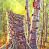 Forest White Birches Diamond Painting