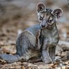 Fossa Animal Diamond Painting