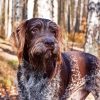 German Wirehaired Diamond Painting