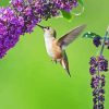 Hummingbird And Purple Flowering Plant Diamond Painting