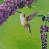 Hummingbird And Purple Flowering Plant Diamond Painting