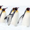 King Penguins In Snow Diamond Painting