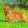 Light Brown Norfolk Terrier Diamond Painting