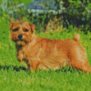 Light Brown Norfolk Terrier Diamond Painting