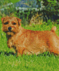 Light Brown Norfolk Terrier Diamond Painting