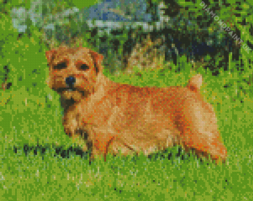 Light Brown Norfolk Terrier Diamond Painting