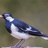 Magpie Lark Diamond Painting