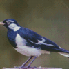 Magpie Lark Diamond Painting