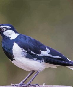 Magpie Lark Diamond Painting