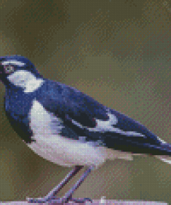 Magpie Lark Diamond Painting