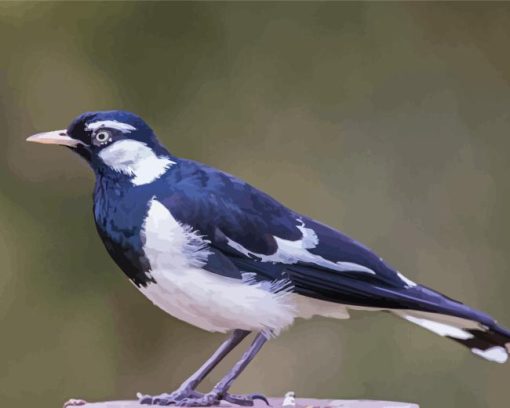 Magpie Lark Diamond Painting