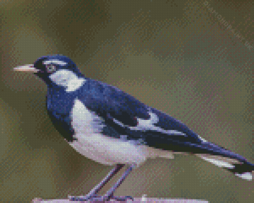 Magpie Lark Diamond Painting