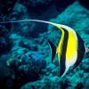 Moorish Idol Diamond Painting