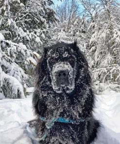 Newfoundland In Snow Diamond Painting