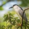 Night Heron On Tree Diamond Painting