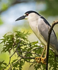 Night Heron On Tree Diamond Painting