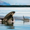 Orcas In Antarctican Sea Diamond Painting