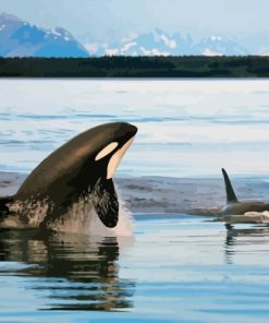 Orcas In Antarctican Sea Diamond Painting