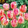 Parrot Tulips Diamond Painting