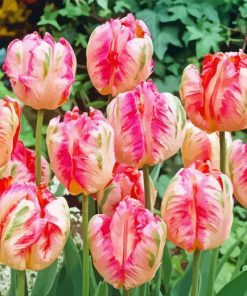 Parrot Tulips Diamond Painting