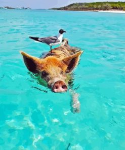 Pig In The Beach Diamond Painting